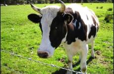 牧场预亏原奶价格下降，蒙牛、伊利会不会打一场价格战？