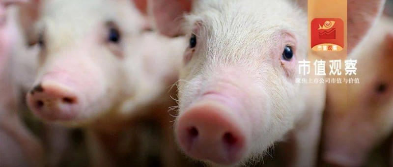 成长性被低估，牧原凭什么穿越猪周期？