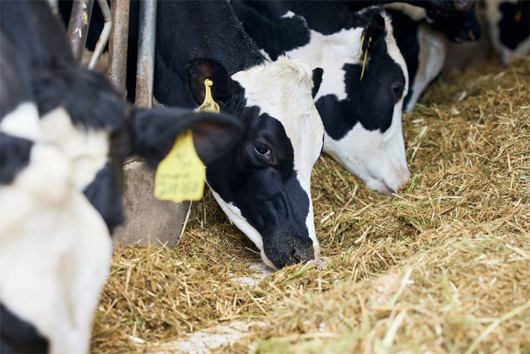 不怕禽流感吗？美国生牛乳消费不降反增，从业者担忧 生牛乳增加了人们生病的几率