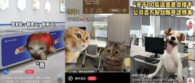 00后官号运营，正在用猫meme勇闯职场