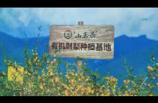刺梨出山，一颗山野小果的拼多多变形记
