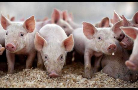 三季度净利润大跌65！温氏股份，陷入模式之困