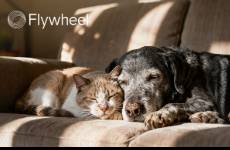 当毛孩子开始老去 3000万老年宠物的照护困境与市场蓝海